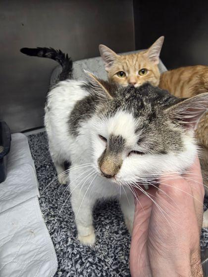 Albert, Adoptable, Adult Male Domestic Short Hair & Domestic Short Hair.