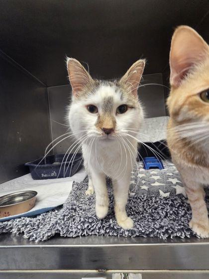 Albert, a Adoptable mixed breed in Shawano, WI image 2/2