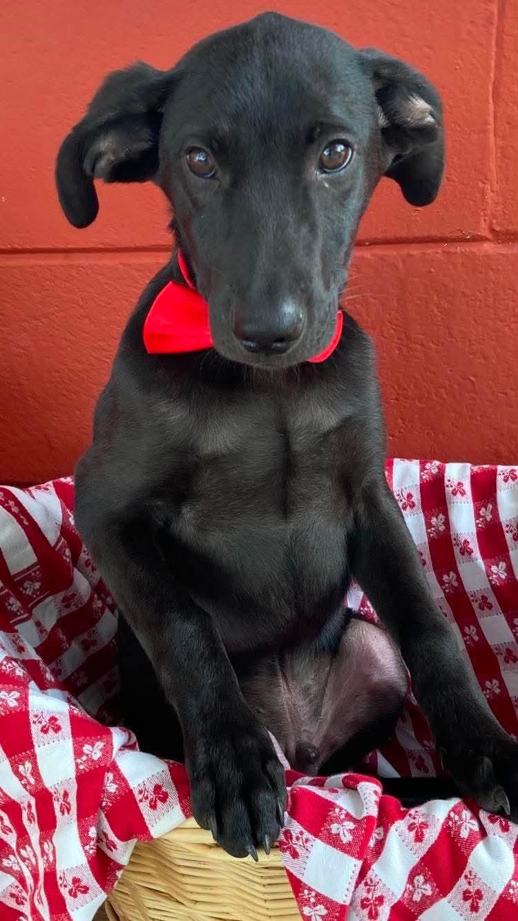 Kenicki, an adopted mixed breed in Pensacola, FL image 1/3