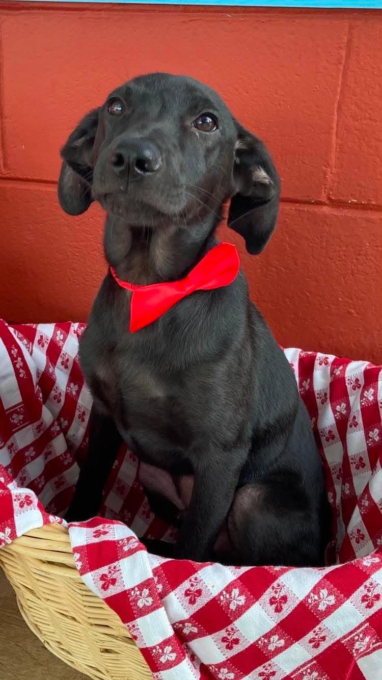 Kenicki, an adopted mixed breed in Pensacola, FL image 2/3