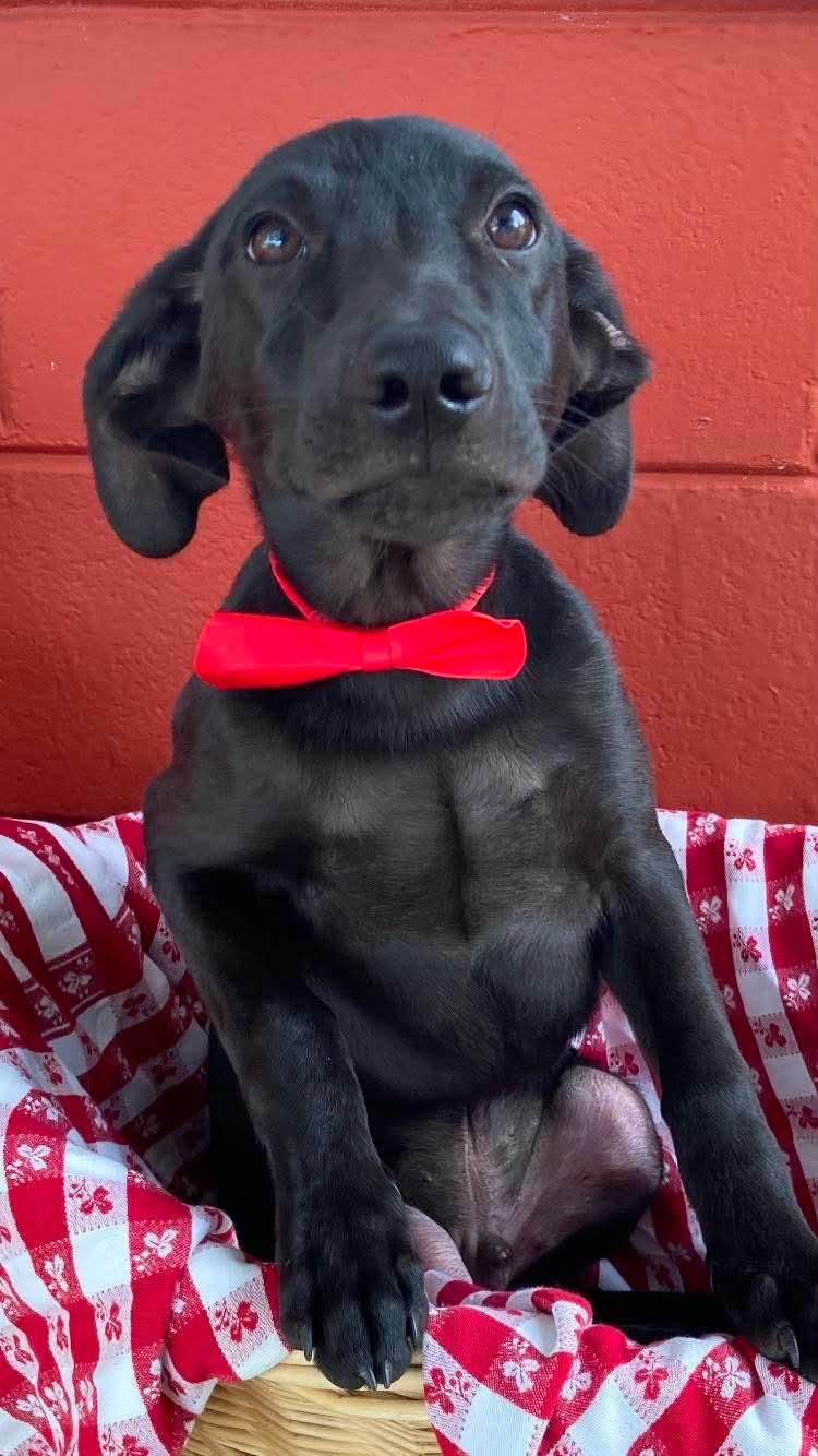 Kenicki, an adopted mixed breed in Pensacola, FL image 3/3