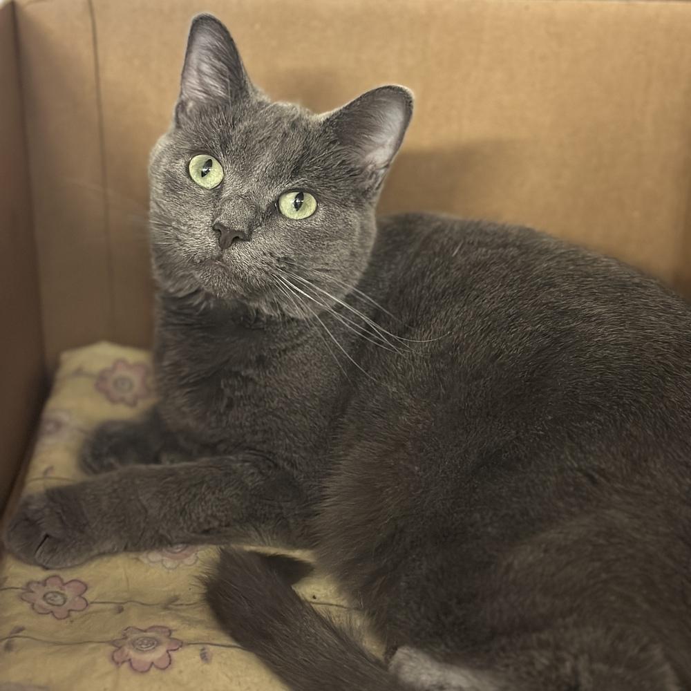 Enlarge Delaney, a Adoptable mixed breed in Columbus, OH image 1/3