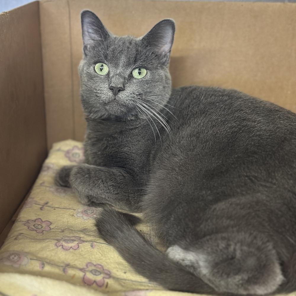 Enlarge Delaney, a Adoptable mixed breed in Columbus, OH image 3/3