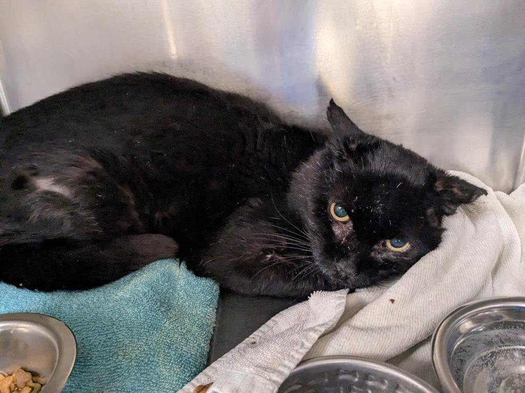 Mafia, Adoptable, Senior Male Domestic Short Hair.