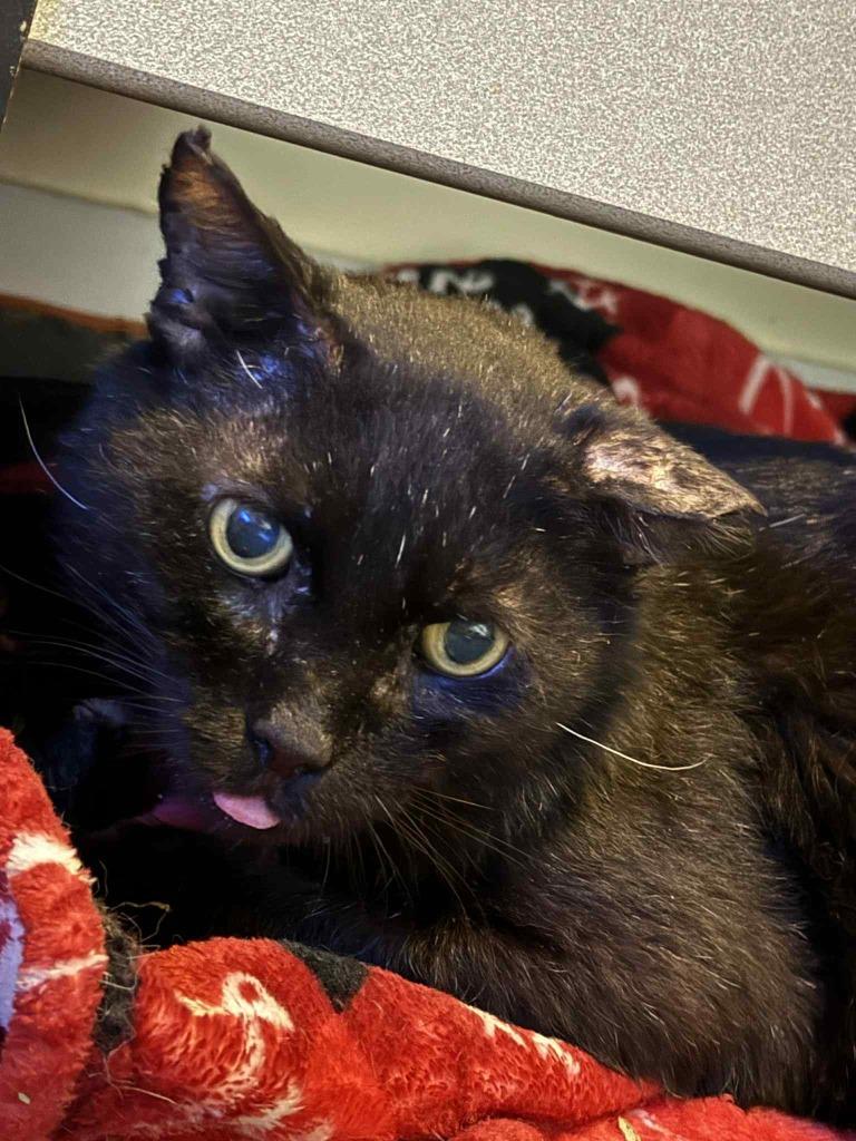 Enlarge Mafia, a Adoptable mixed breed in Meriden, CT image 2/3