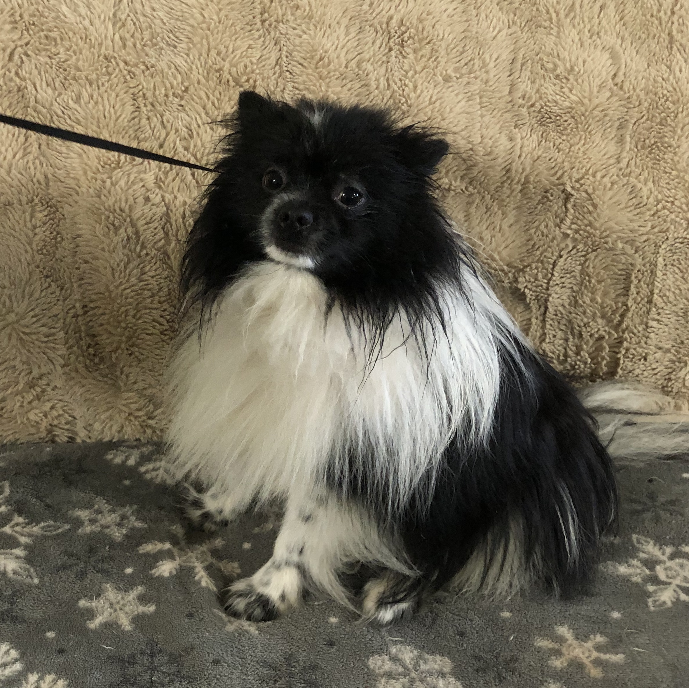 Enlarge Loki, a Adopted Pomeranian in Fairbanks, AK image 1/1