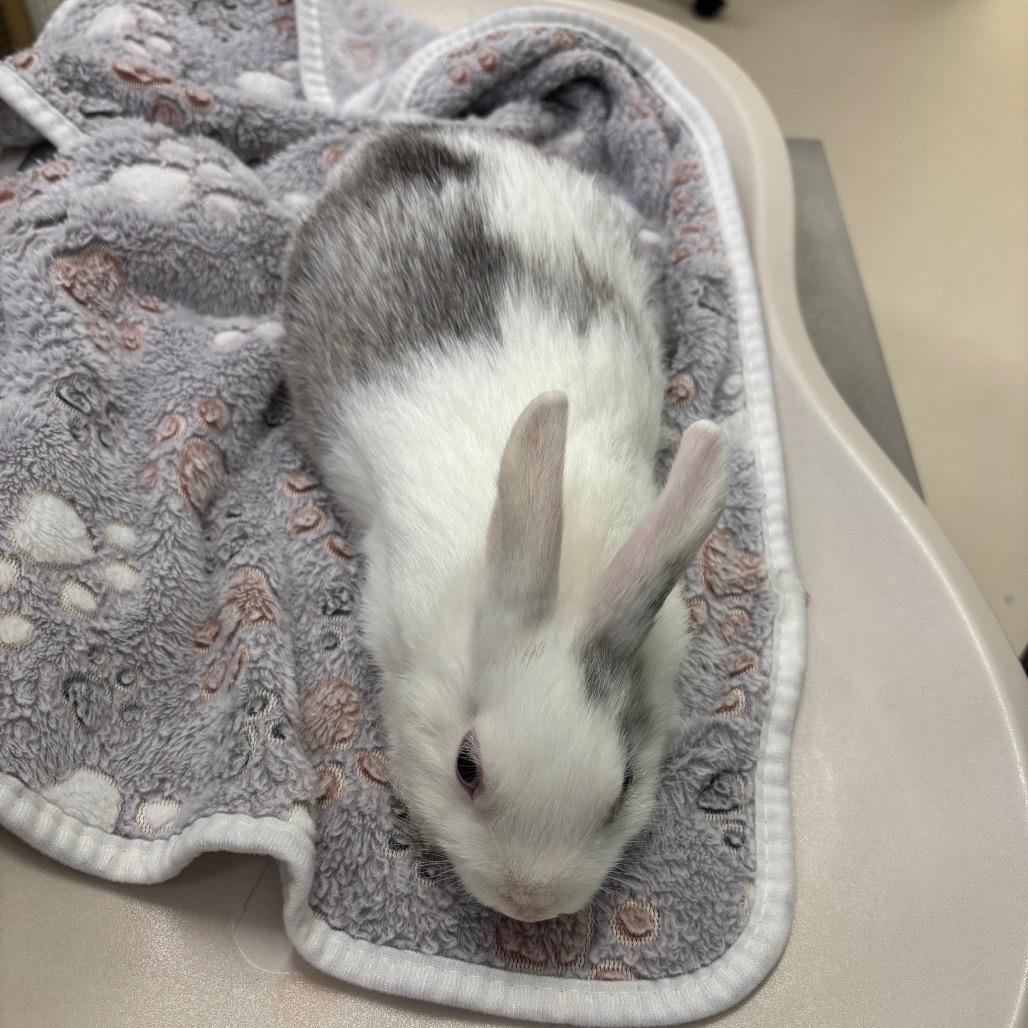 Yo-Yo, Adoptable, Young Female American.