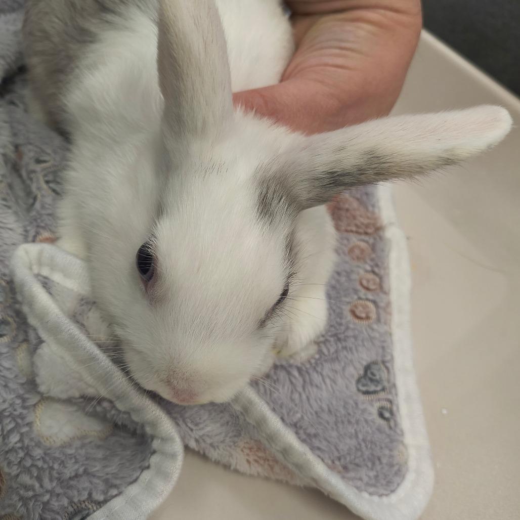 Enlarge Yo-Yo, a Adoptable American in Warwick, RI image 2/3