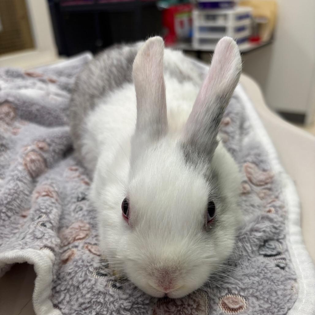 Enlarge Yo-Yo, a Adoptable American in Warwick, RI image 3/3