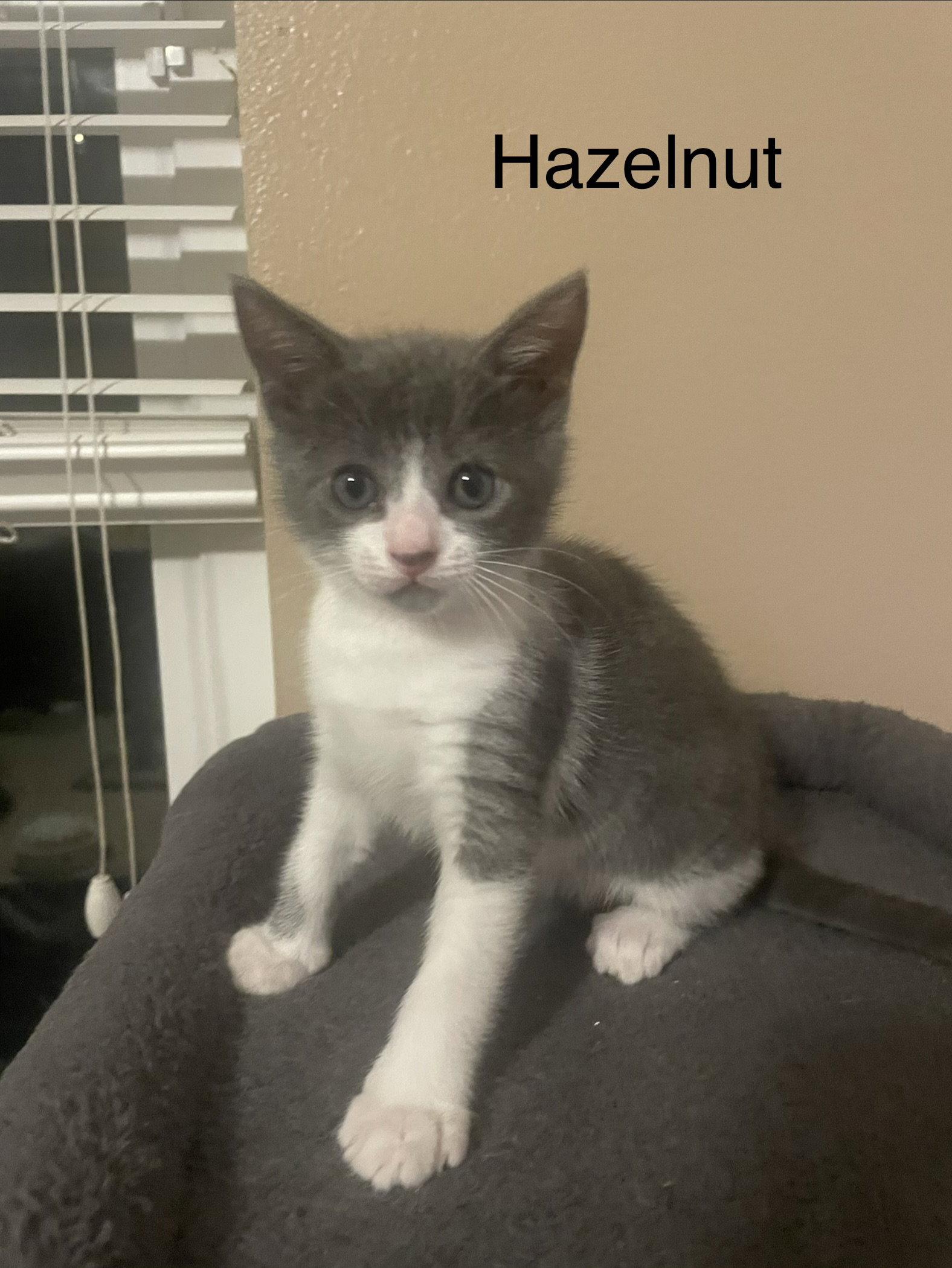 Hazelnut, Adoptable, Kitten Female American Shorthair.