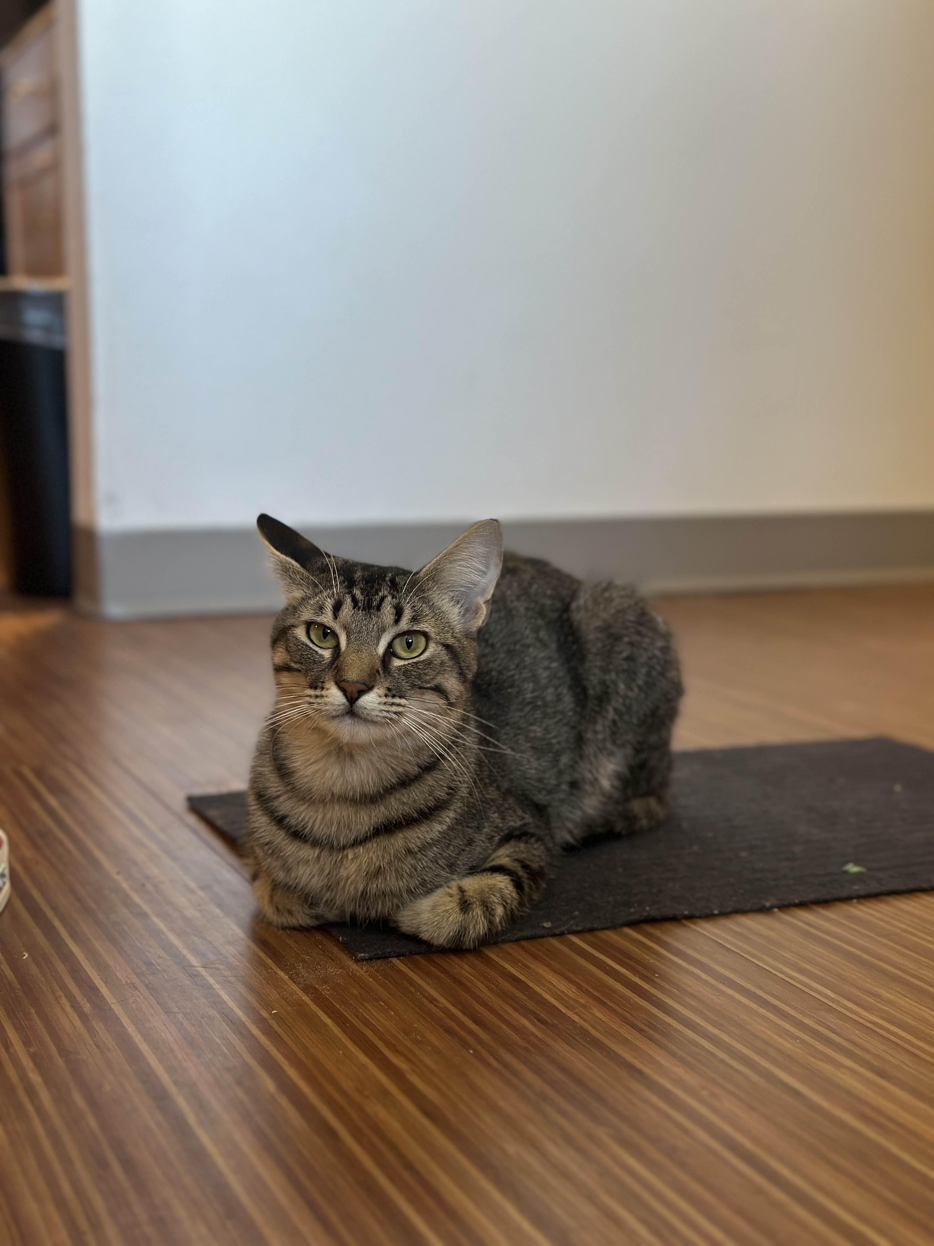 Merlin, adopted, Adult Male Domestic Short Hair.