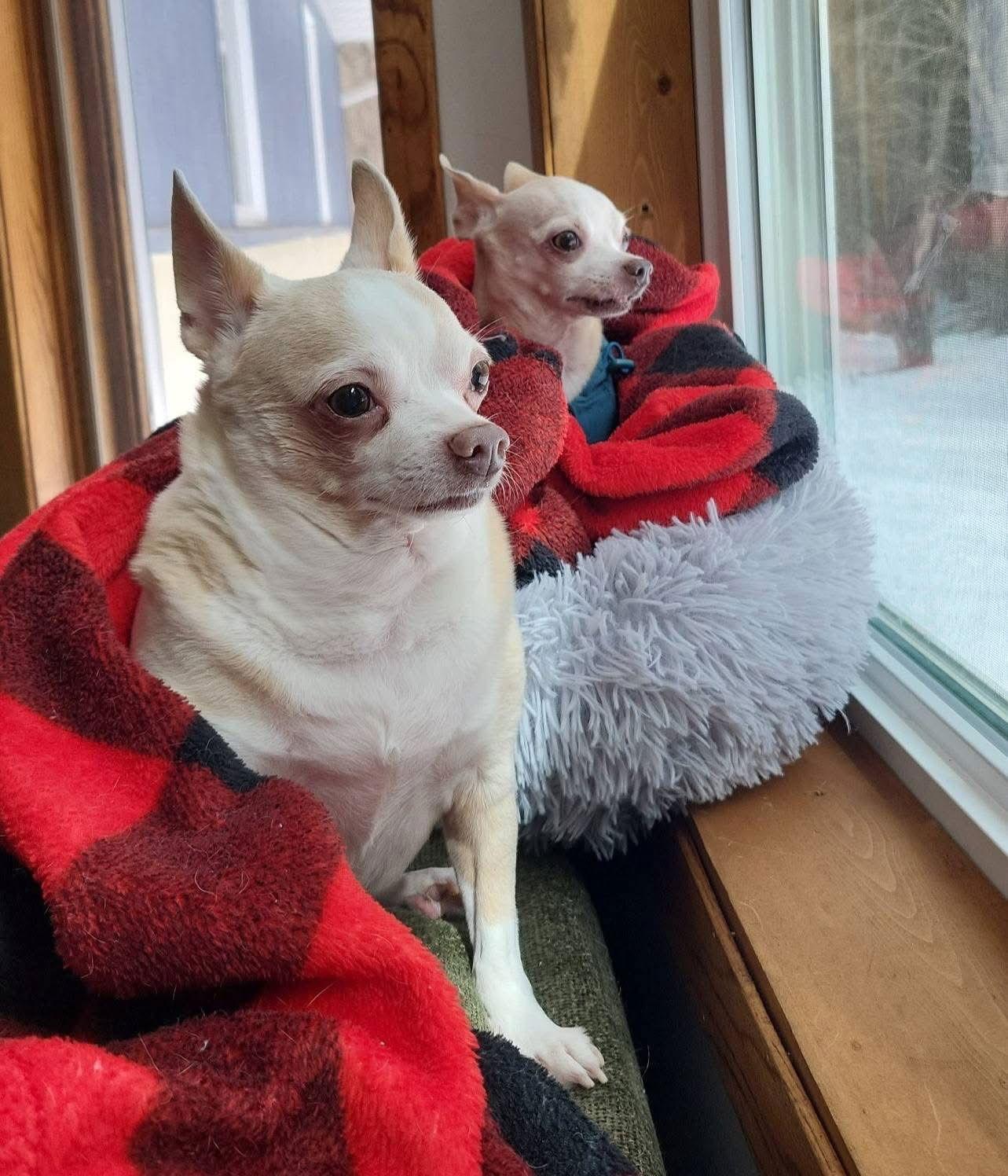 Enlarge Bonded Pair Milo & Lola, a Adoptable Chihuahua in New London, WI image 1/3