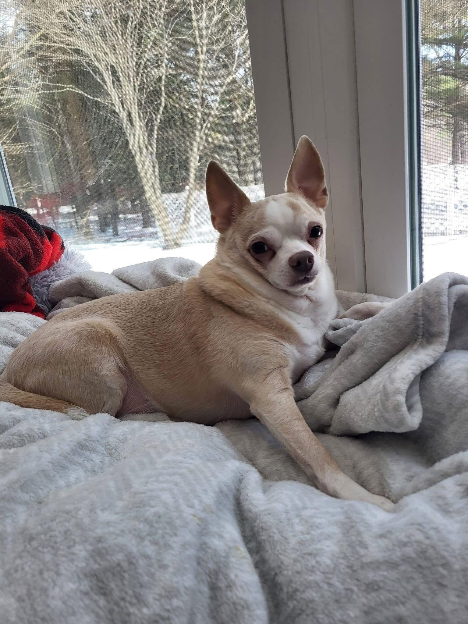 Enlarge Bonded Pair Milo & Lola, a Adoptable Chihuahua in New London, WI image 2/3