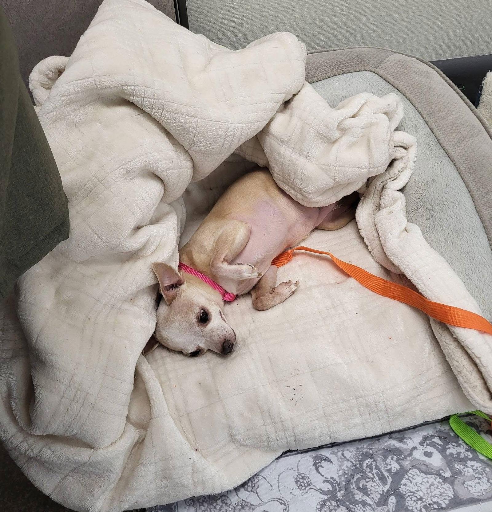 Enlarge Bonded Pair Milo & Lola, a Adoptable Chihuahua in New London, WI image 3/3