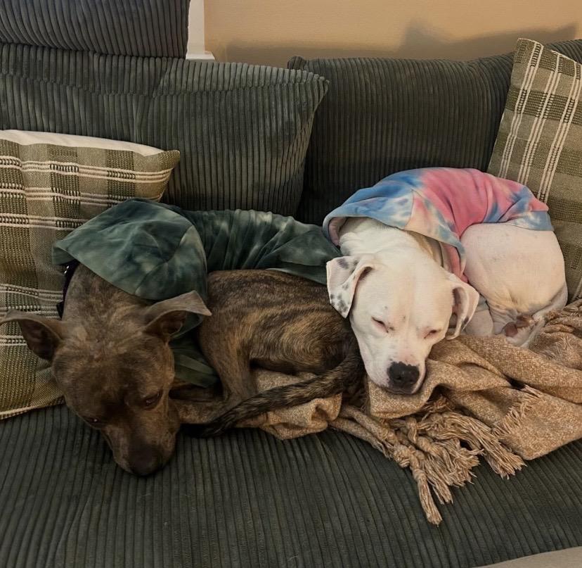 Big Tex, a ADOPTABLE mixed breed in Philadelphia, PA image 4/6