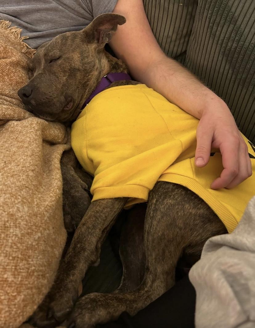 Big Tex, a ADOPTABLE mixed breed in Philadelphia, PA image 5/6