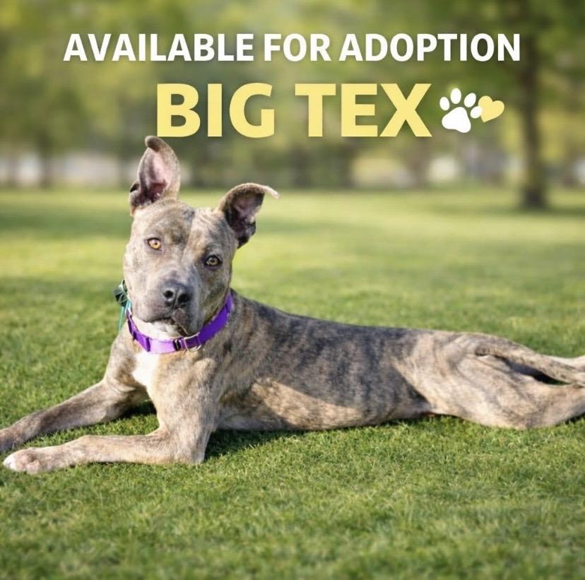 Big Tex, a ADOPTABLE mixed breed in Philadelphia, PA image 1/6