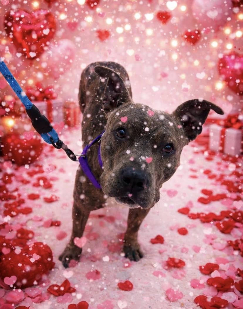 Big Tex, a ADOPTABLE mixed breed in Philadelphia, PA image 2/6