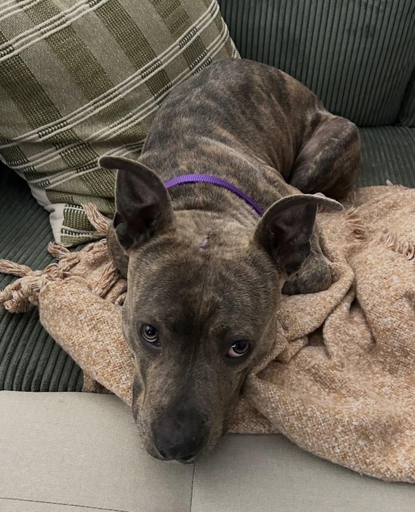 Big Tex, a ADOPTABLE mixed breed in Philadelphia, PA image 3/6