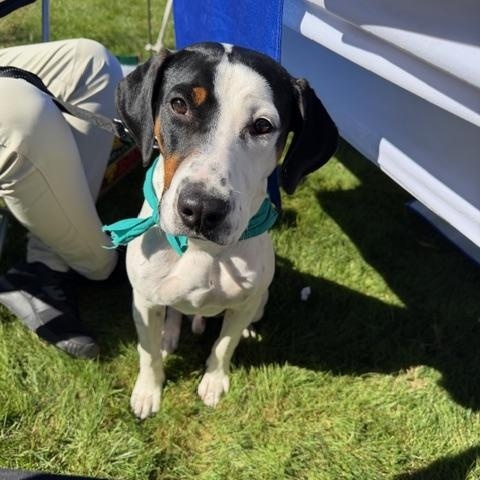 Enlarge Frankie, a Adoptable mixed breed in East Amherst, NY image 4/4