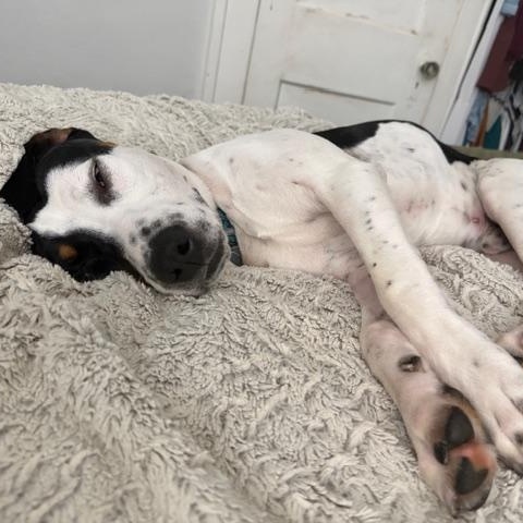 Enlarge Frankie, a Adoptable mixed breed in East Amherst, NY image 2/4