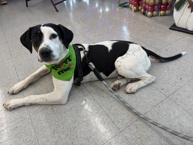 Frankie, Adoptable, Young Male Coonhound.