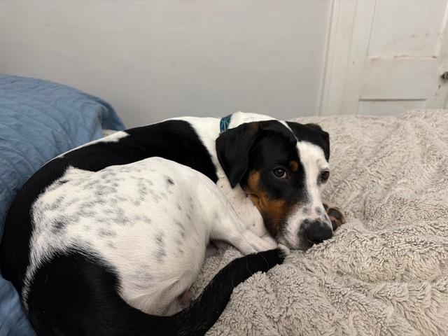 Enlarge Frankie, a Adoptable mixed breed in East Amherst, NY image 3/4
