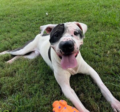 Vane, Adoptable, Young Male Shar-Pei & Mixed Breed.