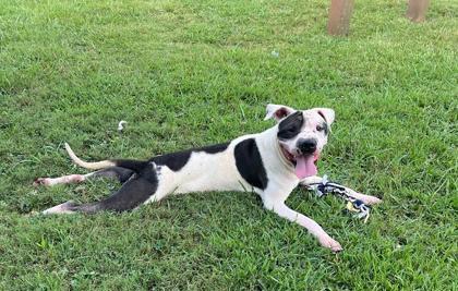 Enlarge Vane, a Adoptable mixed breed in LaGrange, GA image 2/2