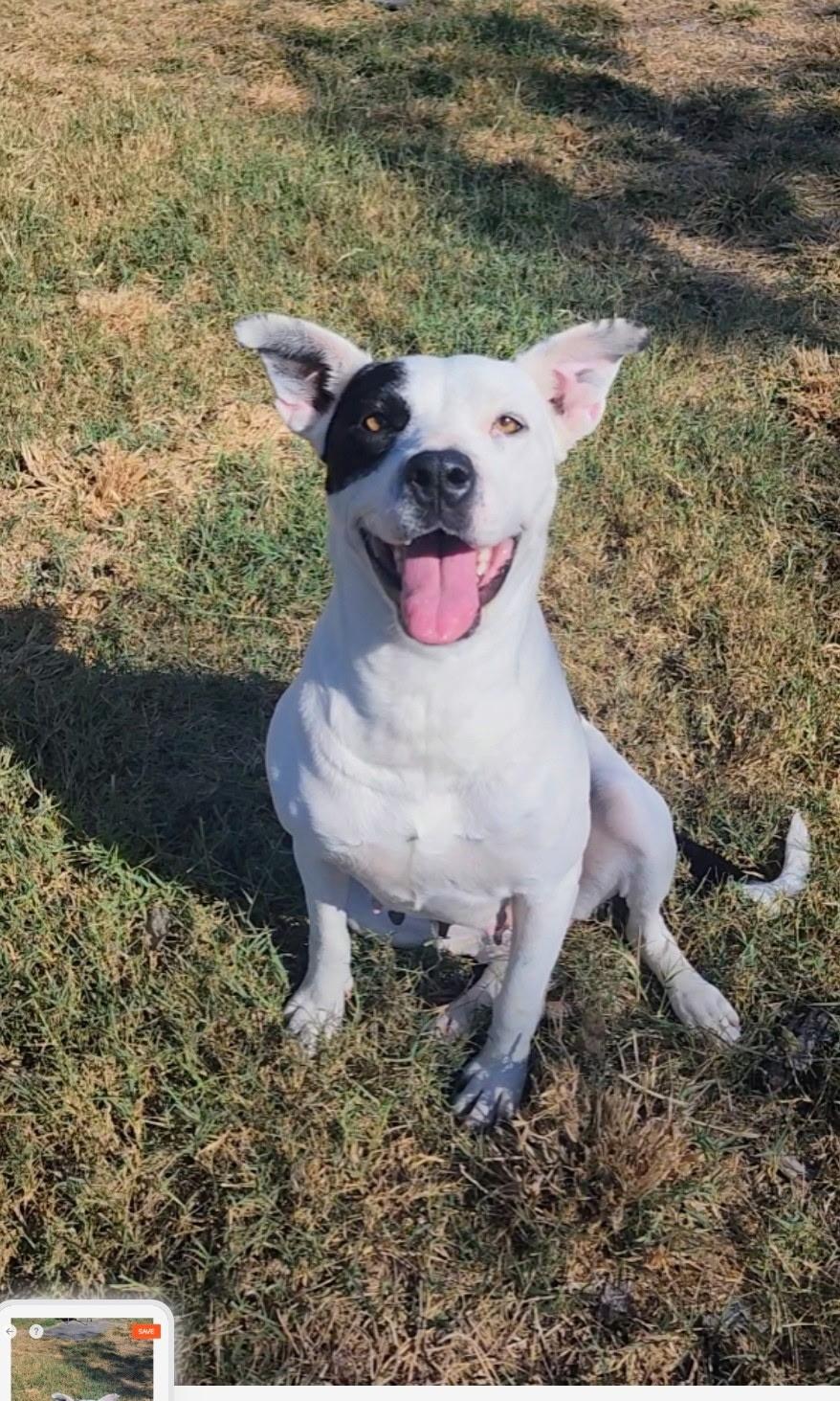 Lacey, Adoptable, Young Female American Staffordshire Terrier.