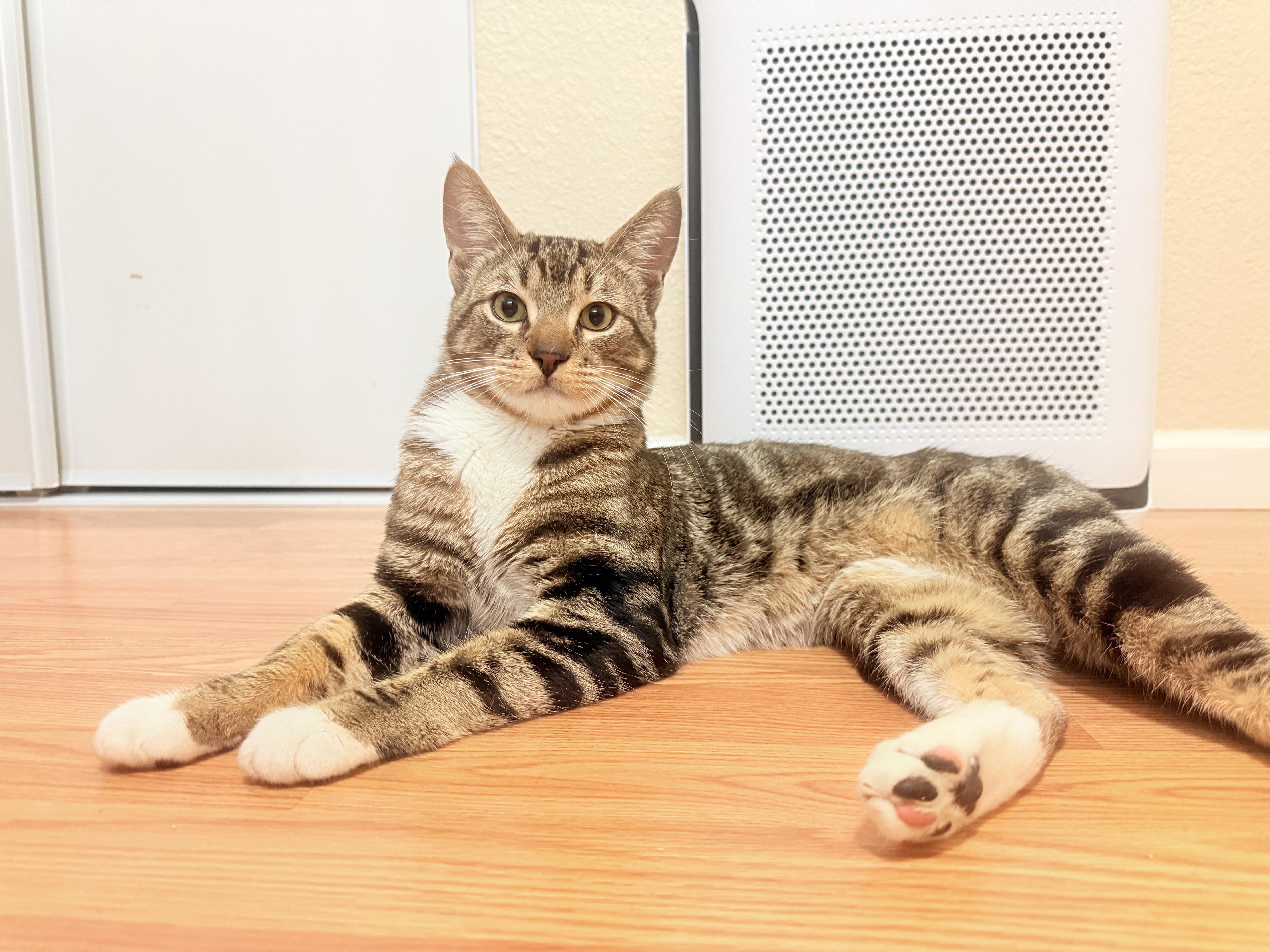 Graham Cracker, ADOPTABLE, Adult Male Tabby.