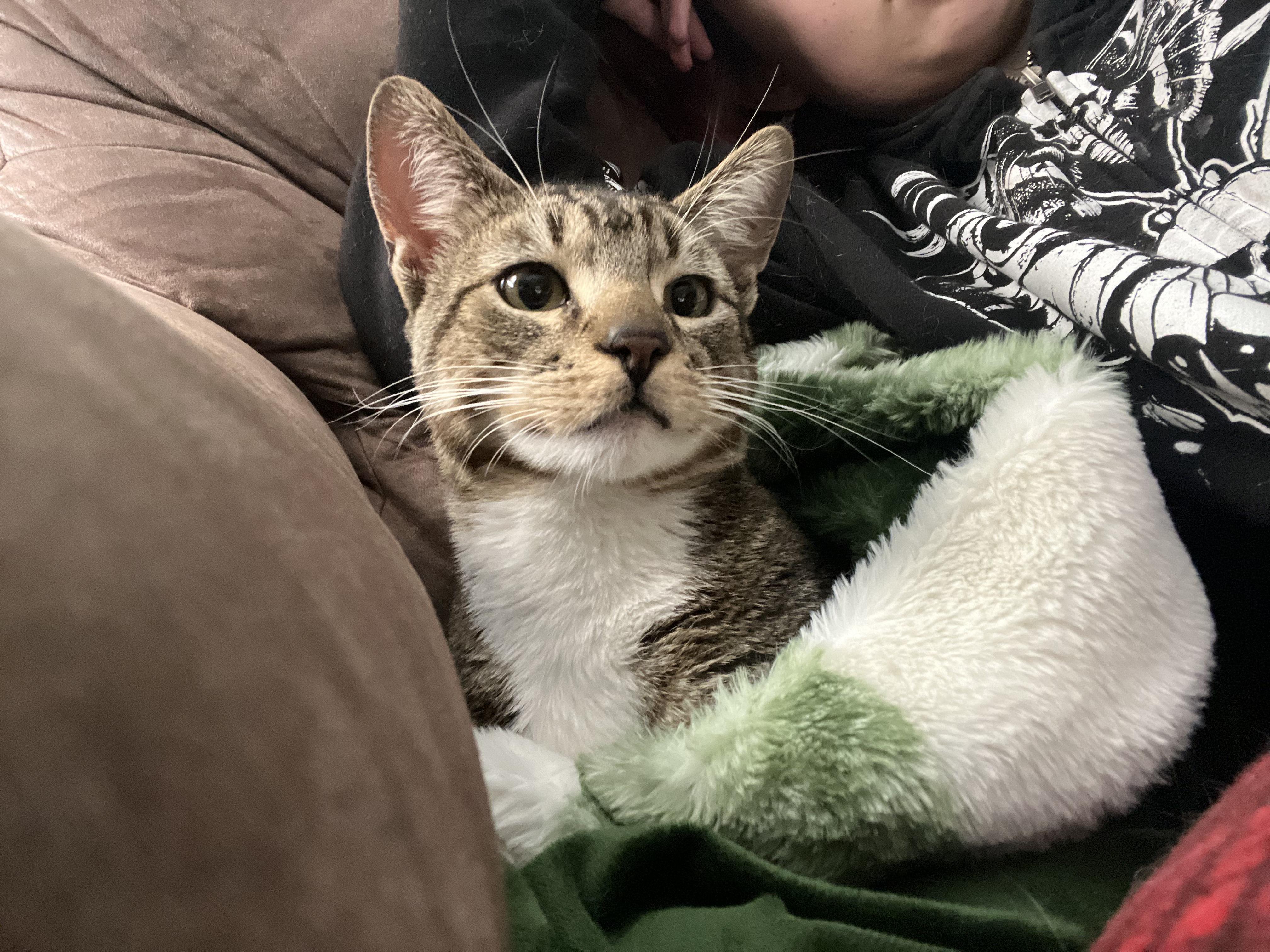 Enlarge Graham Cracker, a ADOPTABLE Tabby in San Francisco, CA image 2/5