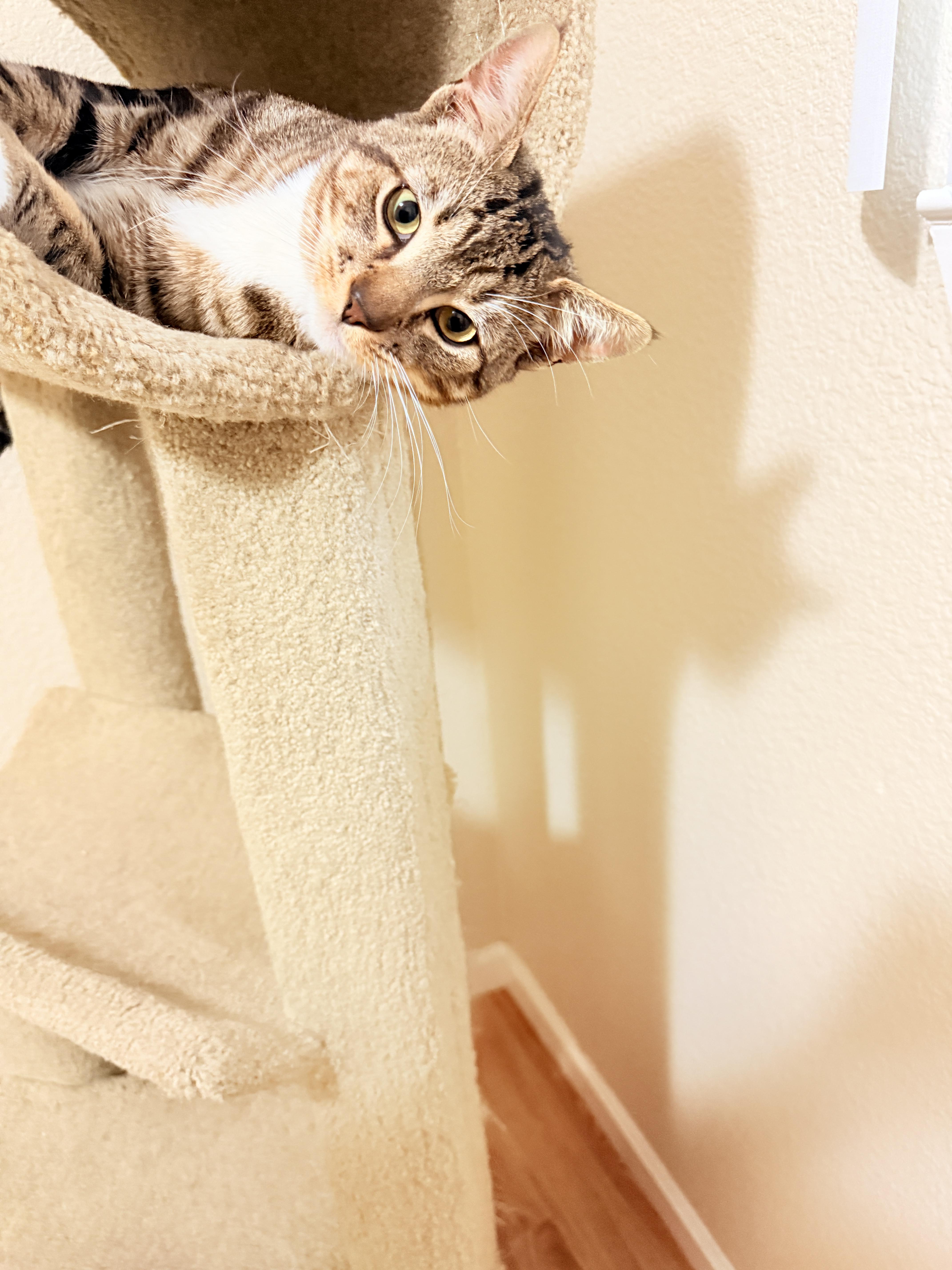 Enlarge Graham Cracker, a ADOPTABLE Tabby in San Francisco, CA image 3/5