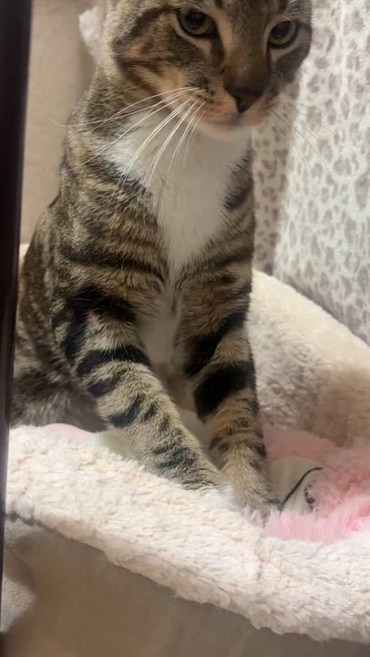 Enlarge Graham Cracker, a ADOPTABLE Tabby in San Francisco, CA video 5/5