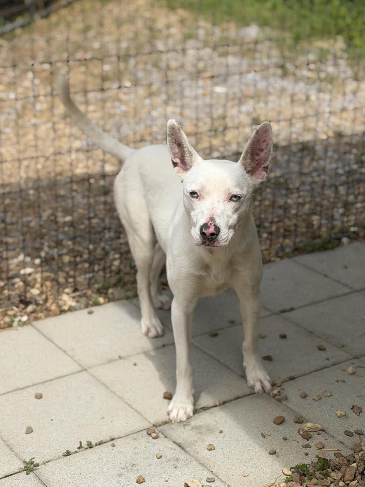 Sugar, Adoptable, Adult Female Terrier.