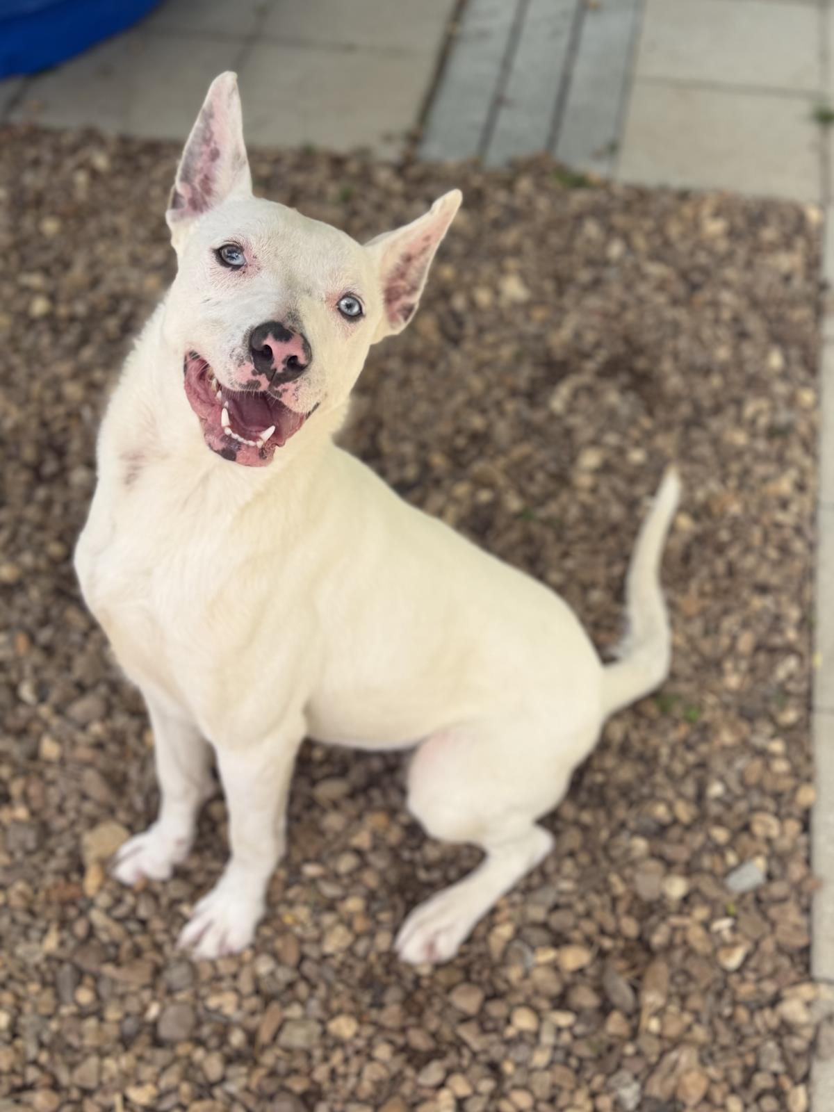 Enlarge Sugar, a Adoptable Terrier in Locust Fork, AL image 2/3