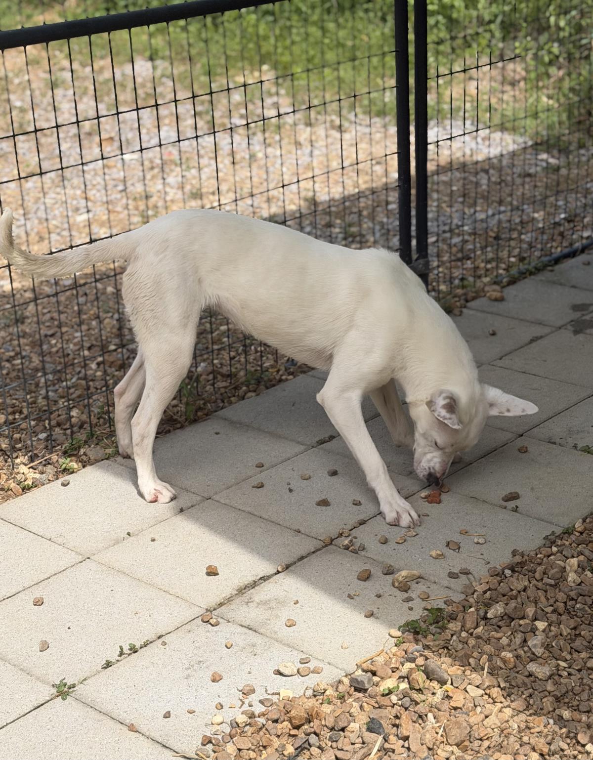 Enlarge Sugar, a Adoptable Terrier in Locust Fork, AL image 3/3