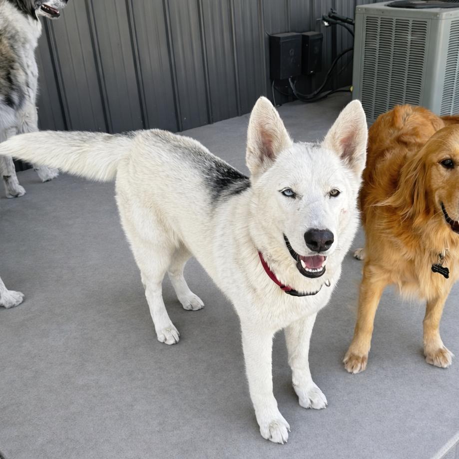 Betty White, Adoptable, Adult Female Husky.