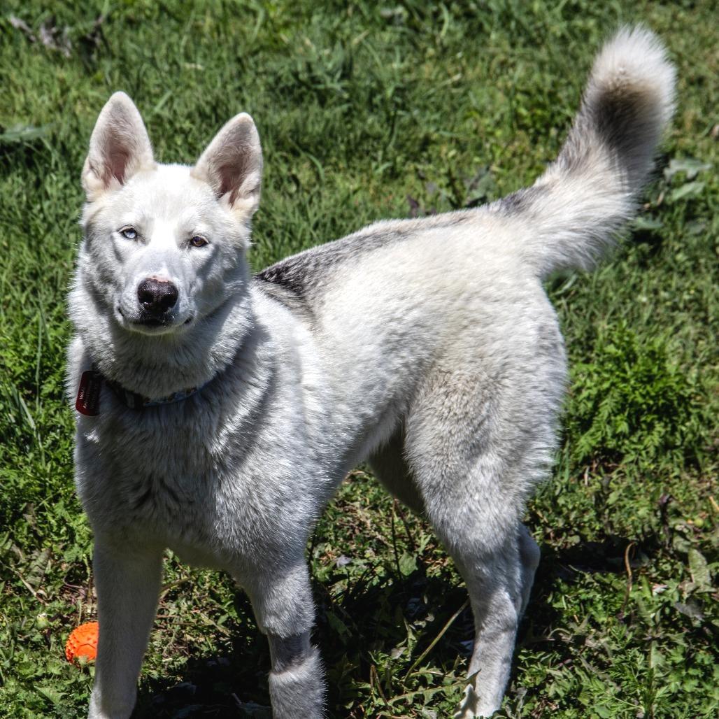 Betty White, a Adoptable Husky in Wichita, KS image 1/6