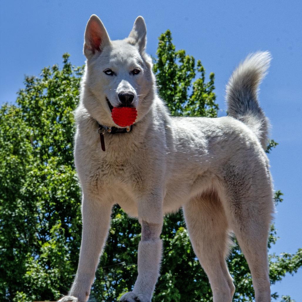 Betty White, a Adoptable Husky in Wichita, KS image 2/6