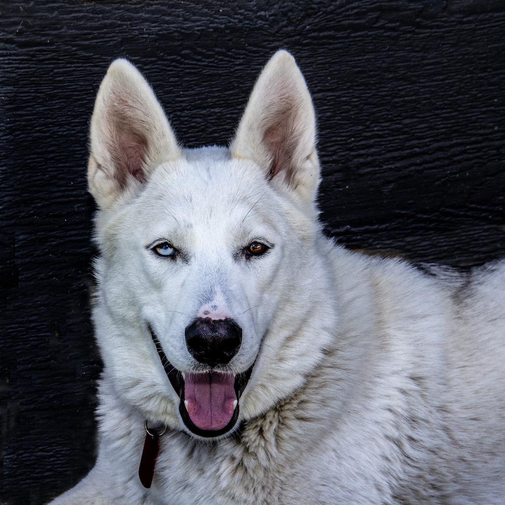 Betty White, a Adoptable Husky in Wichita, KS image 3/6