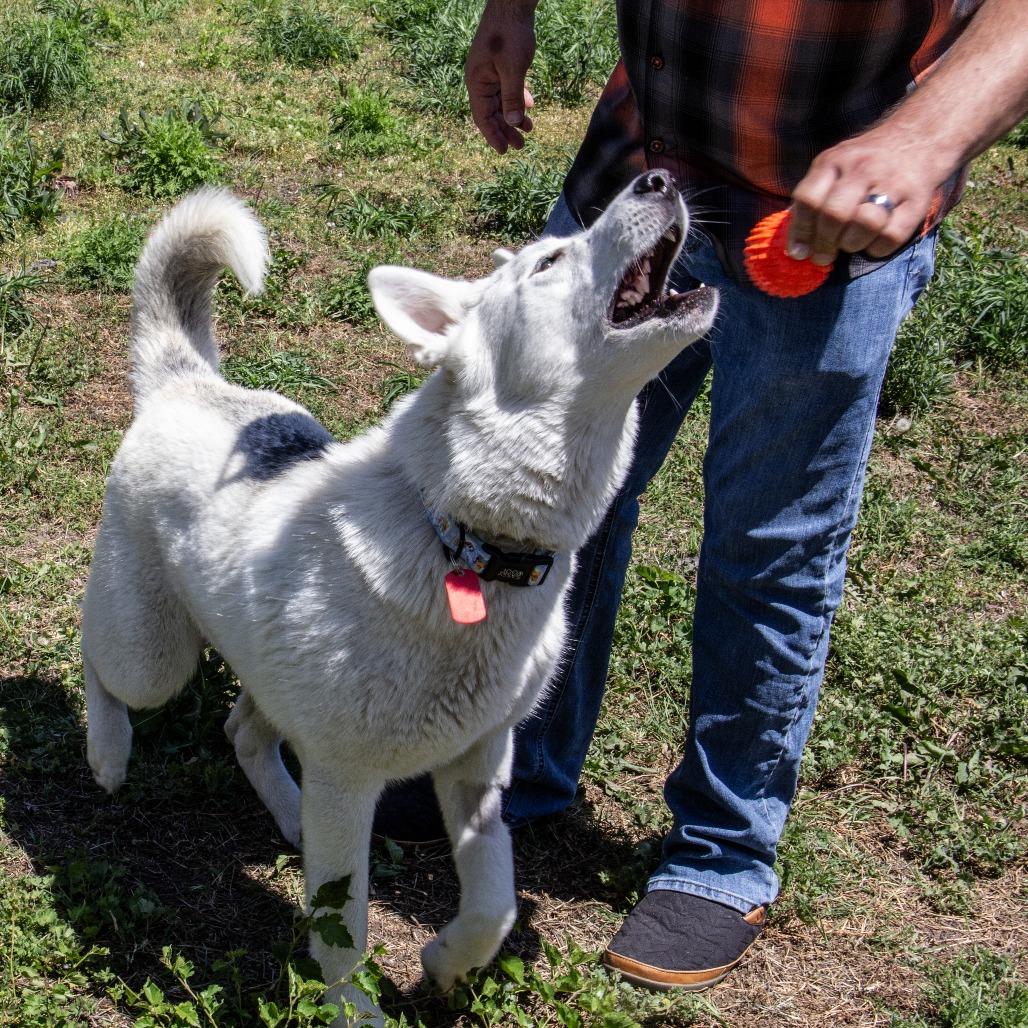 Betty White, a Adoptable Husky in Wichita, KS image 4/6