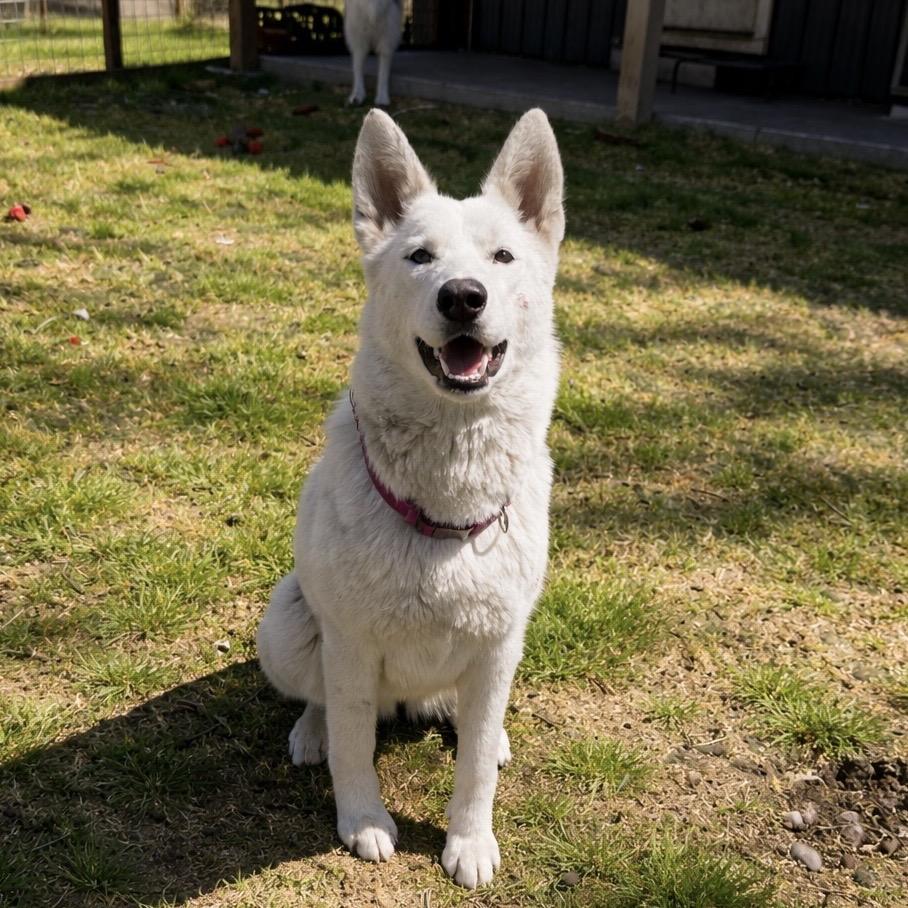 Enlarge Betty White, a Adoptable Husky in Wichita, KS image 3/4