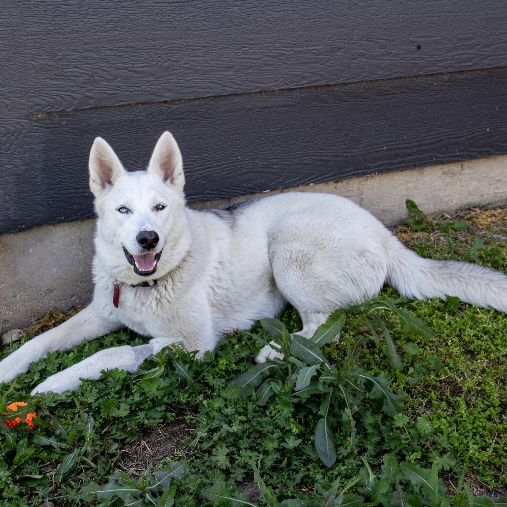 Betty White, a Adoptable Husky in Wichita, KS image 5/6