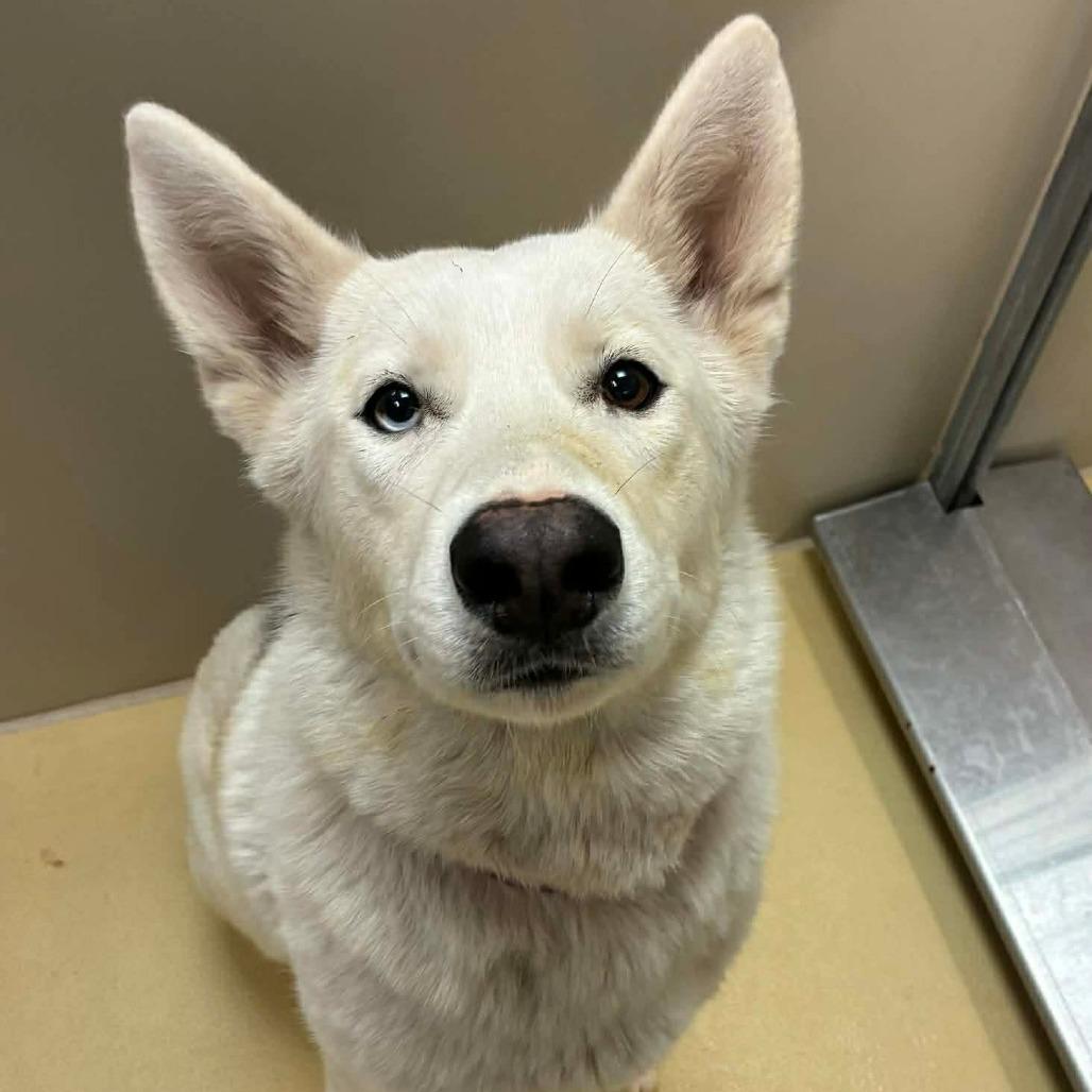Enlarge Betty White, a Adoptable Husky in Wichita, KS image 1/1