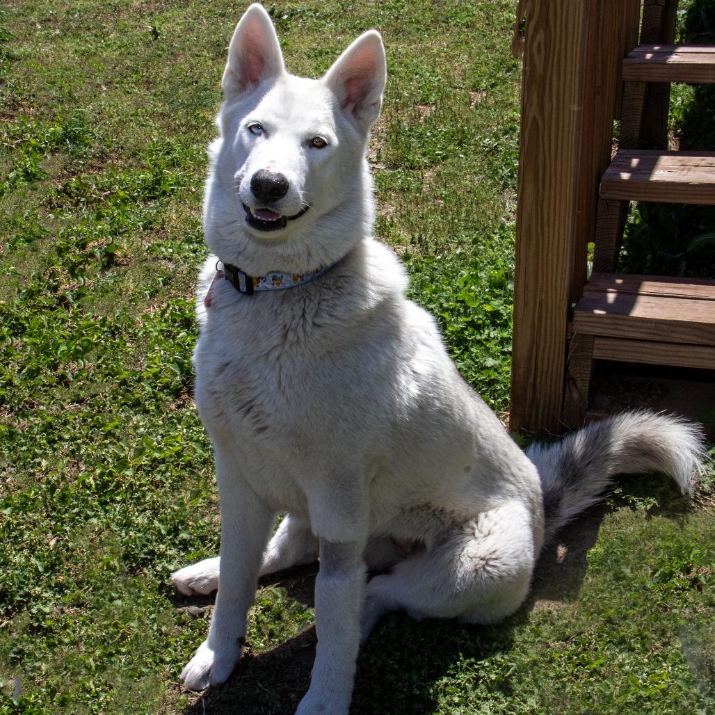 Betty White, a Adoptable Husky in Wichita, KS image 6/6