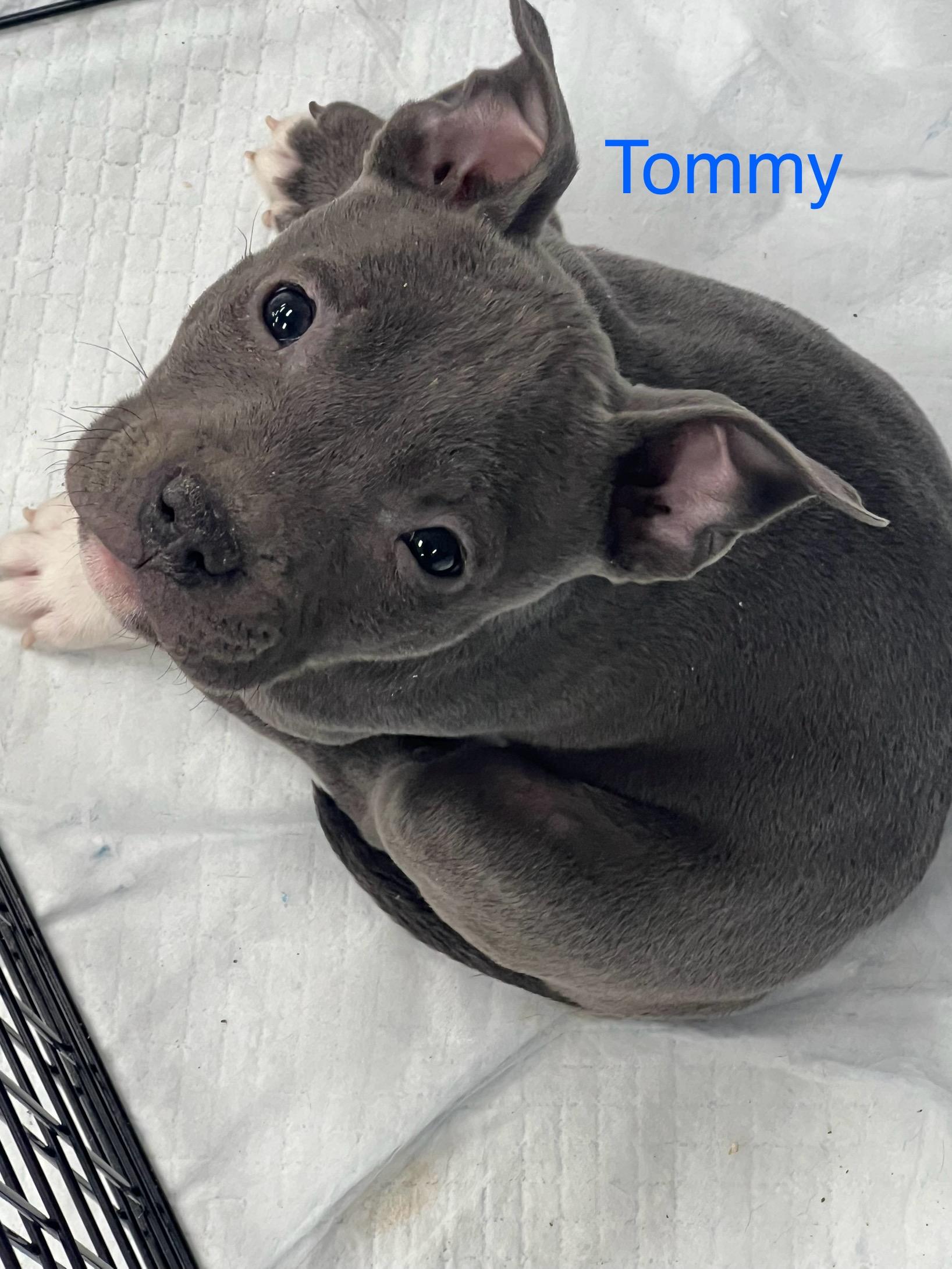 Enlarge Tommy, a ADOPTABLE mixed breed in Davisburg, MI image 1/1