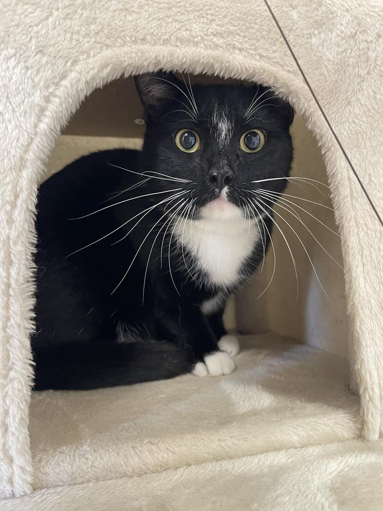 Shadow Man — thumbnail 2