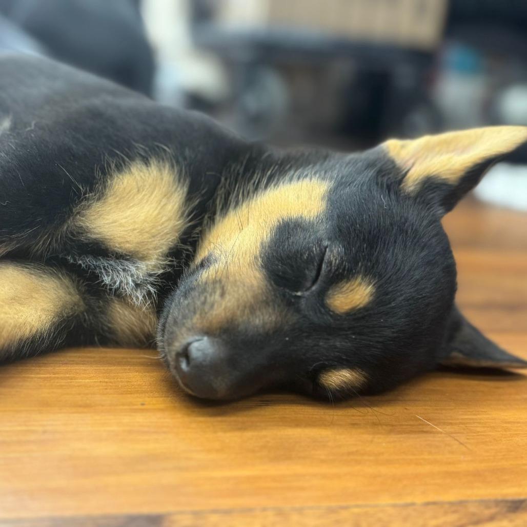 Aruca, Adoptable, Puppy Female Australian Cattle Dog / Blue Heeler & Mixed Breed.