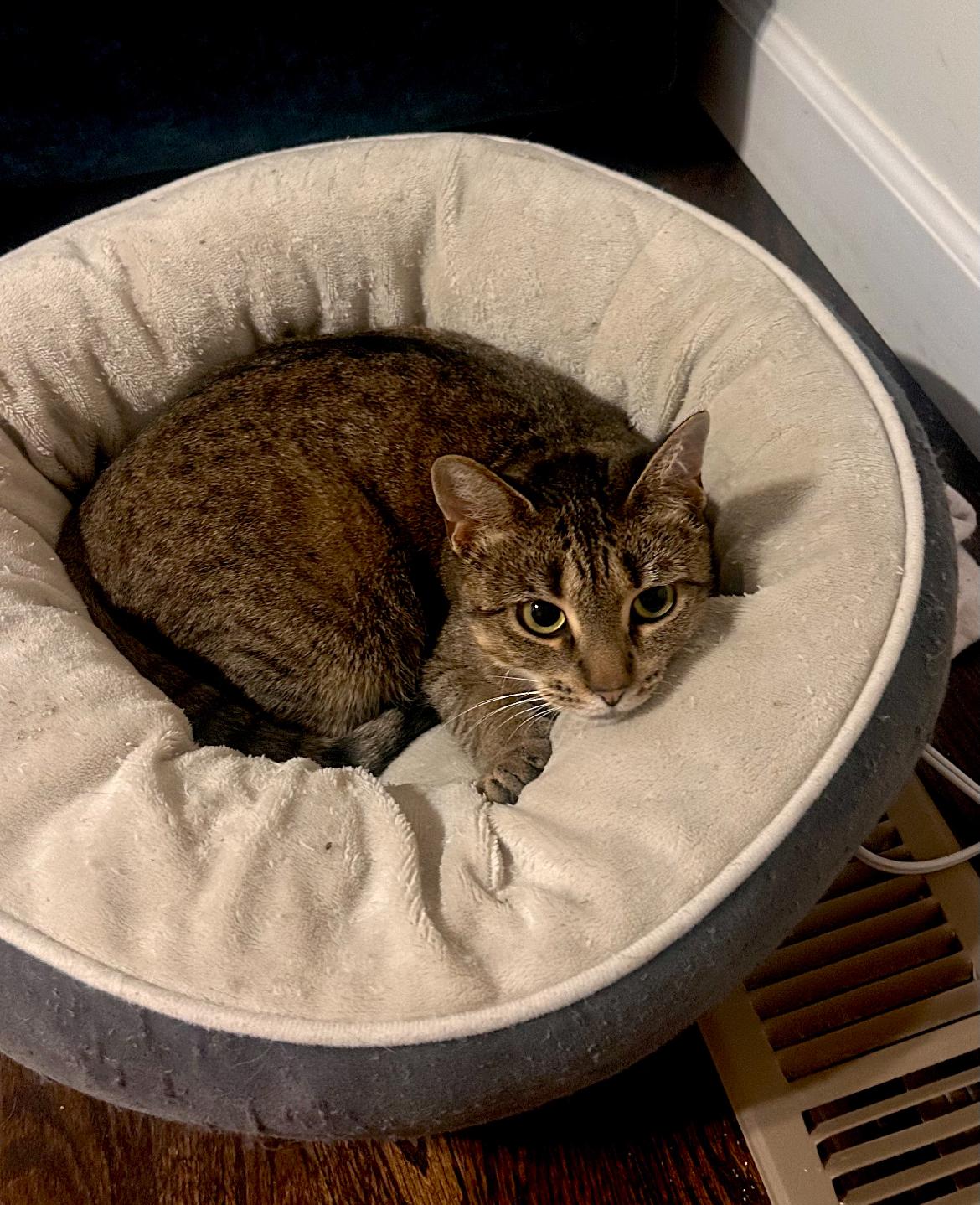 Penelope, Adoptable, Adult Female Domestic Short Hair.